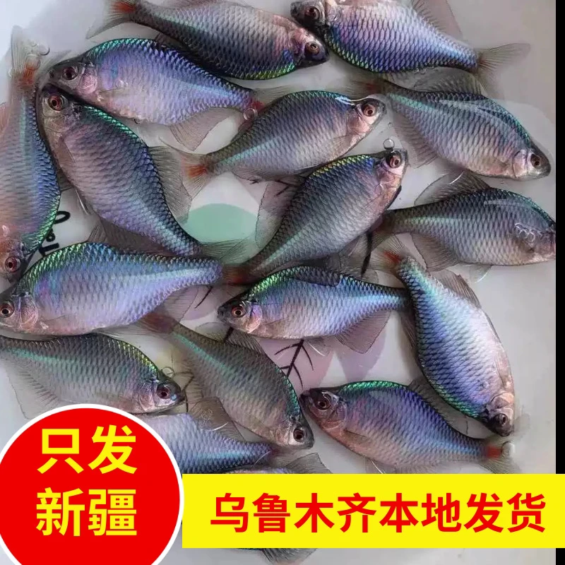 新疆鱼乐圈包邮高体鳑鲏原生冷水鱼饲料鱼