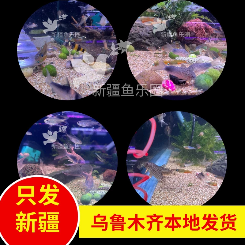 新疆鱼乐圈包邮黑金红头紫罗兰珍珠鼠吸食残渣清理残渣