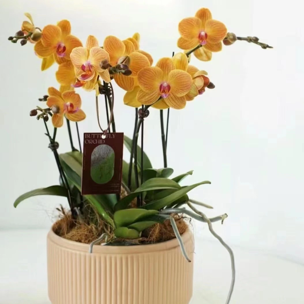 【夕阳橙】新年蝴蝶兰盆栽带花年宵花乔迁