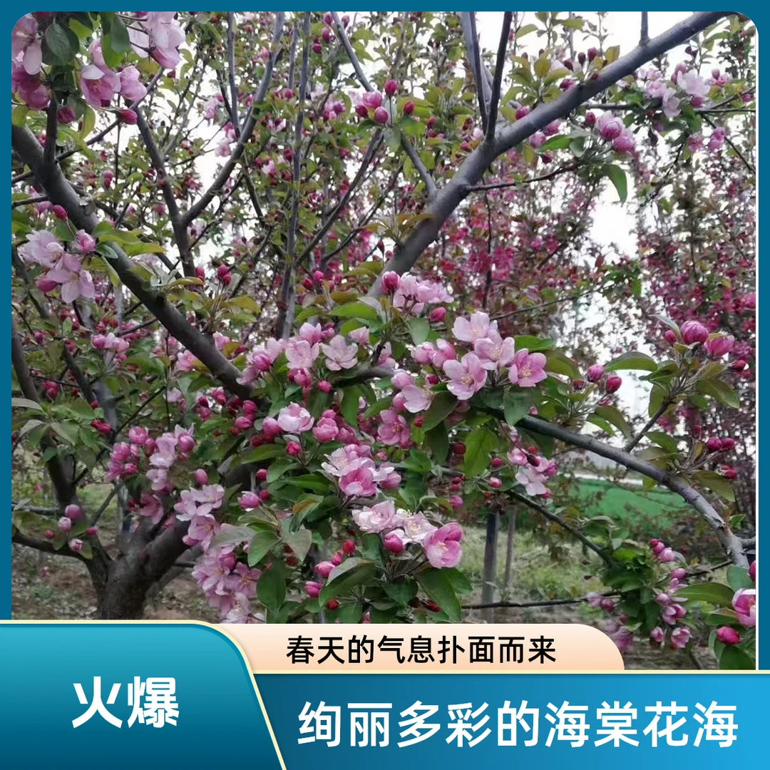 海棠树苗南方北方庭院种植西府东冬红绚丽海棠树地栽盆栽花卉植物