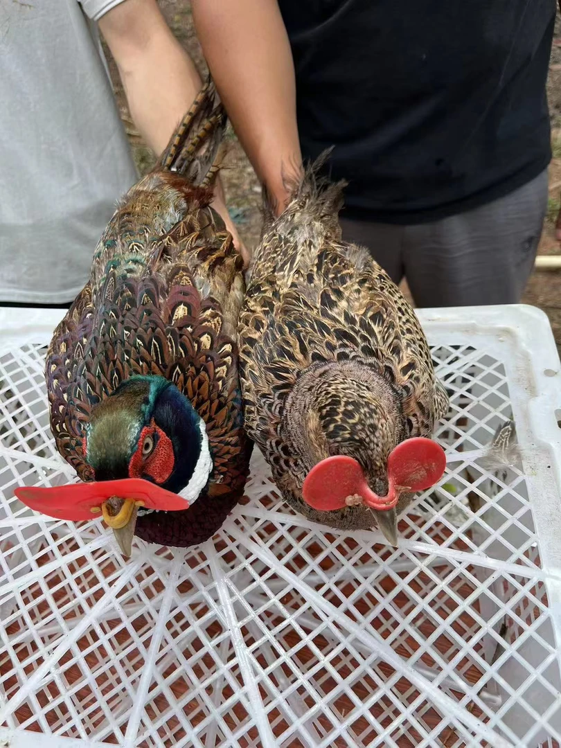 两公一母大山散养喂粮食跑山鸡包邮