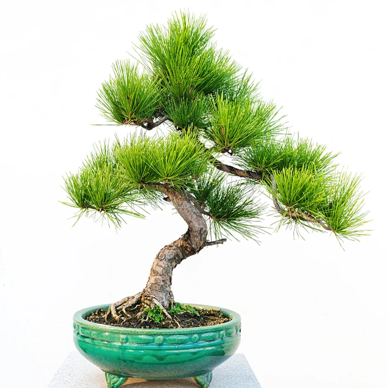 络石小园松柏杂木类盆景 造型美观品种齐全 一物一拍