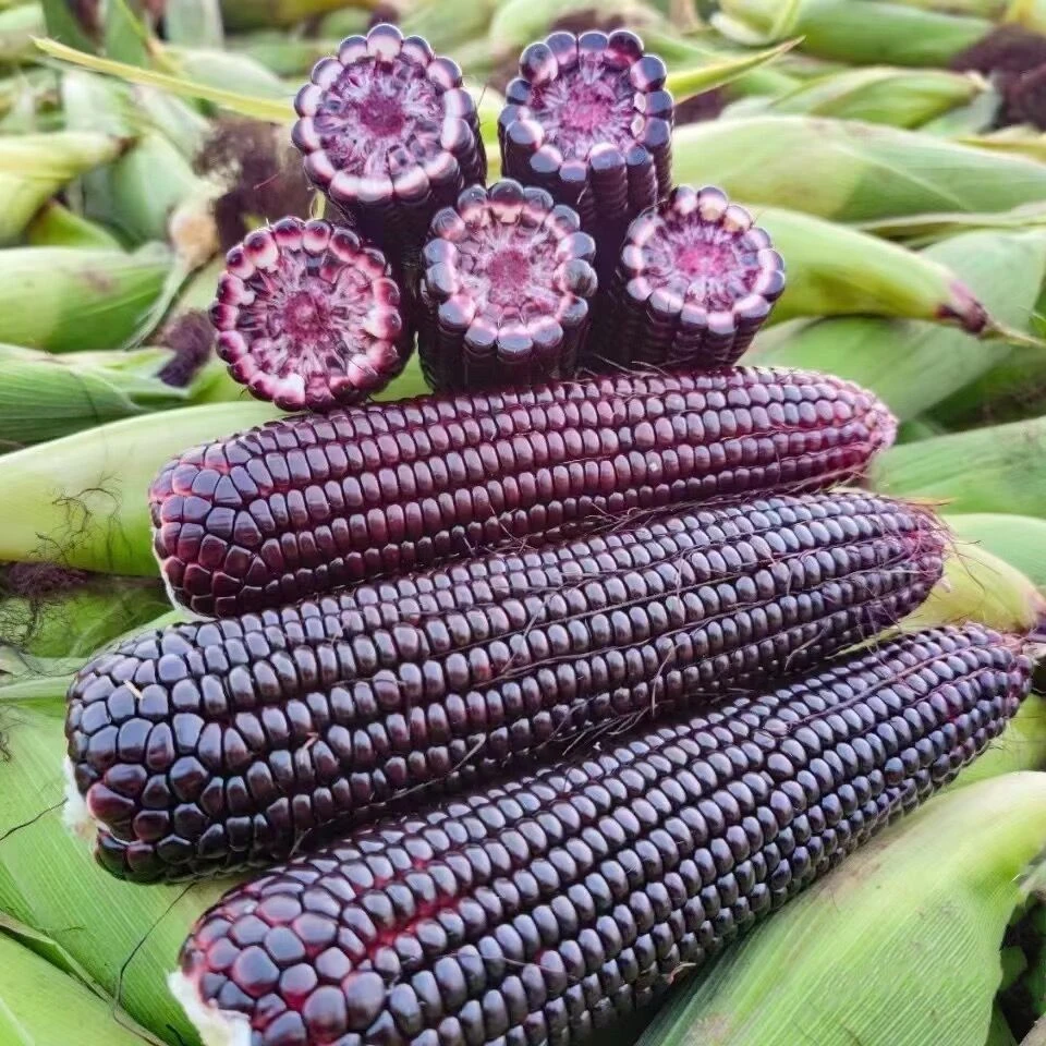 [8根29.9] 2023头茬新鲜黑玉米现摘甜糯粘紫甜糯玉米真空粗粮5斤