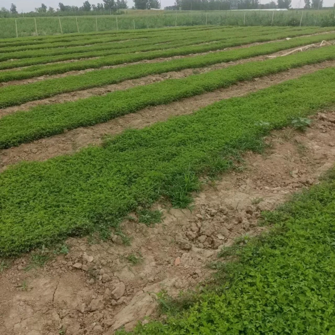 白花无刺蔷薇种子实生小苗