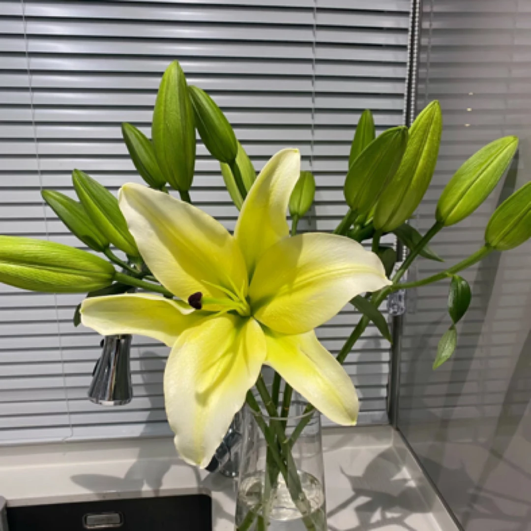 【香羿鲜花】黄天霸百合/2枝6个花苞/全场任意满两单及以上包邮
