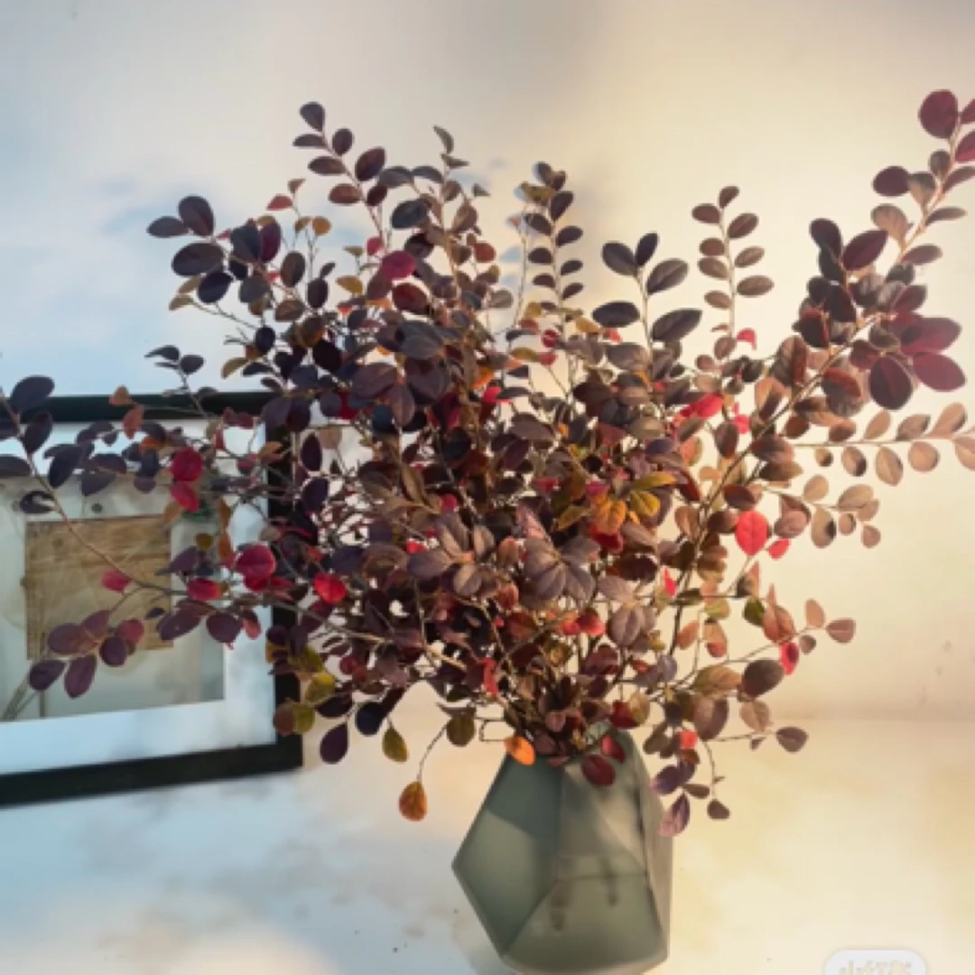 【香羿鲜花】红继木一扎/全场任意满两单及以上包邮