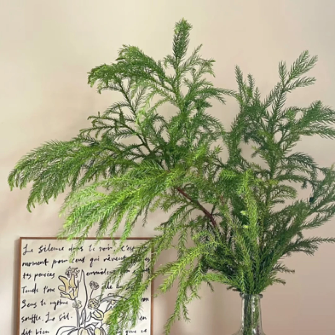 【香羿鲜花】天竺少女一扎/全场任意满两单及以上包邮