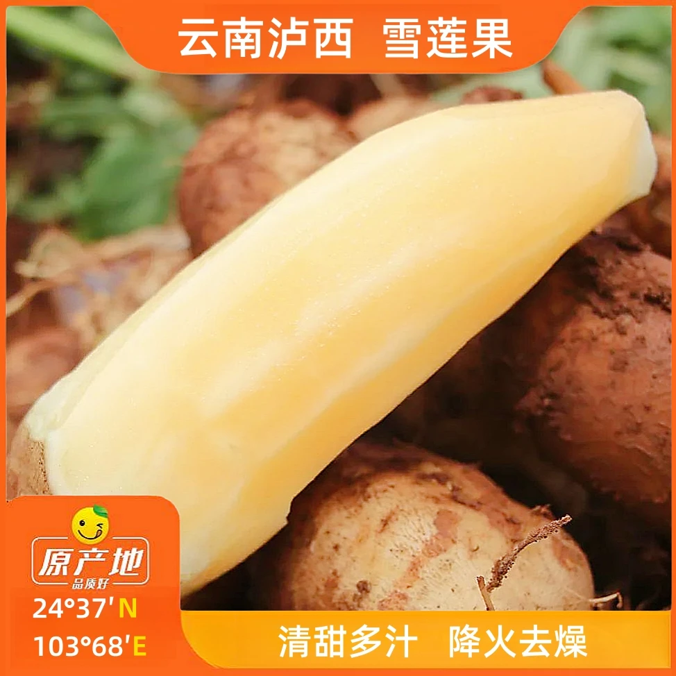 辰颐物语云南雪莲果5斤装 口感清甜降火去燥微量元素丰富产地发货