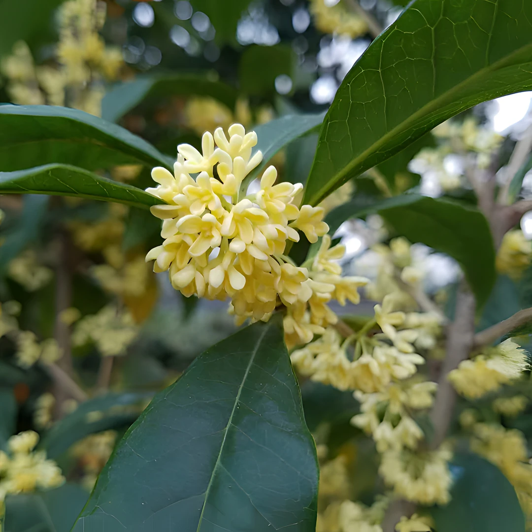 桂花一物一拍，勿私自下单，脱盆原土球发货！介意勿拍！