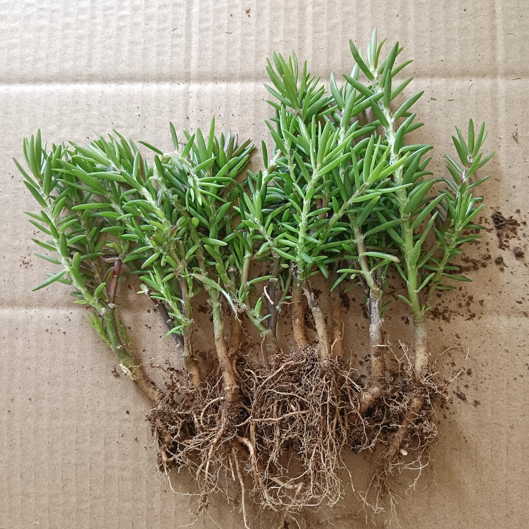 重太阳花牡丹玫红王紫色枝条可以扦插繁殖的养老桩的太阳花花卉