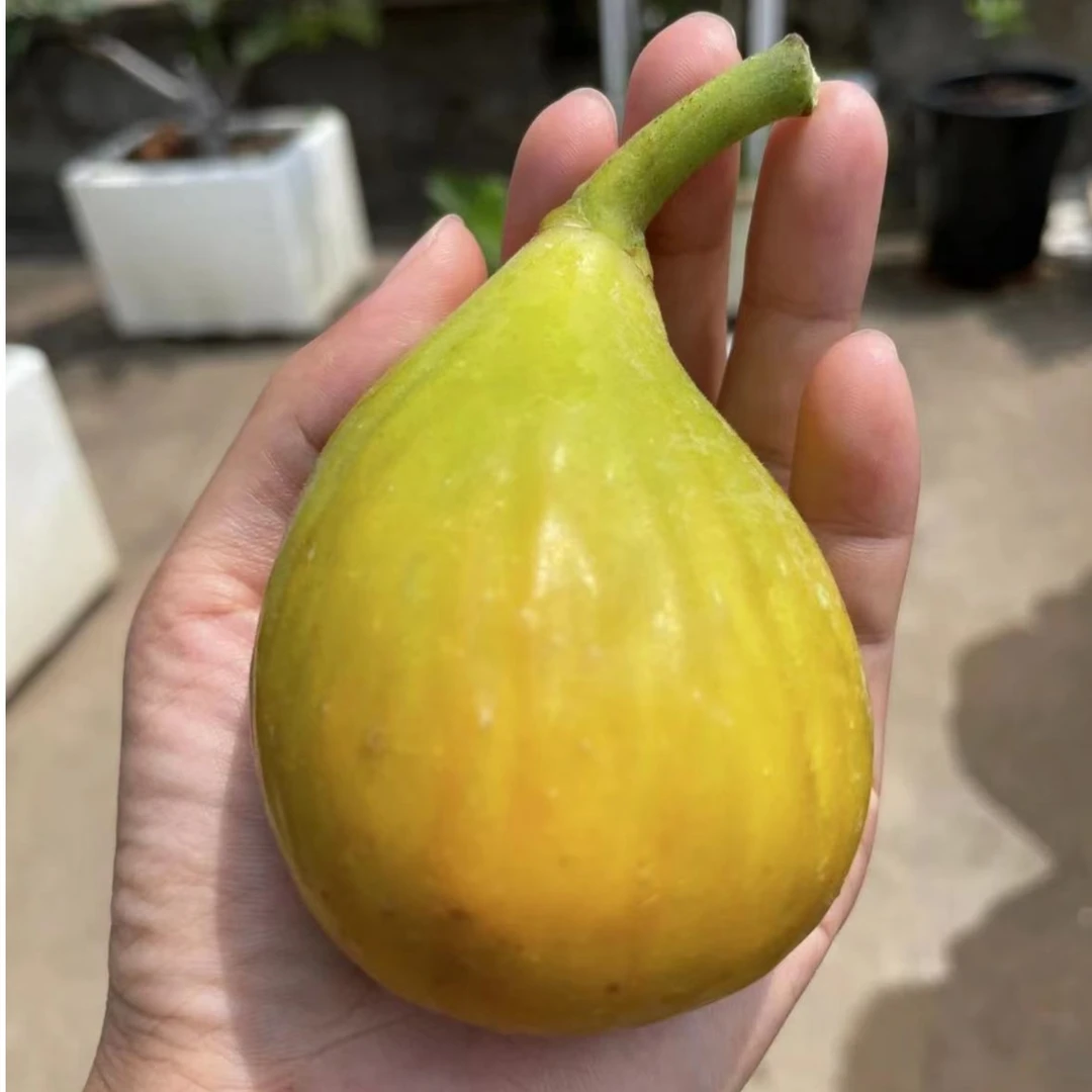 盆栽无花果树苗 芭劳奈斯特拉紫色波尔多青皮日本紫果BNR彩虹耐寒