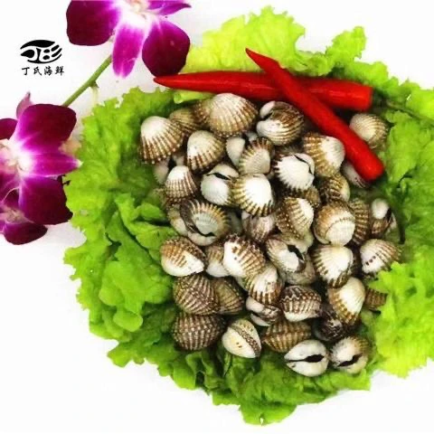 鲜活发货 血蛤 银哈 一斤80个左右 鲜活血蛤包活到家