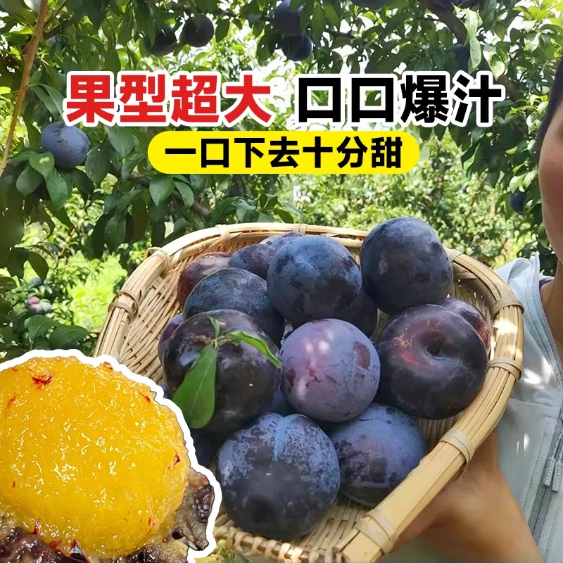 黑布林李子树苗果树果苗阳台庭院南方北方种植蜂糖李子新品种三华