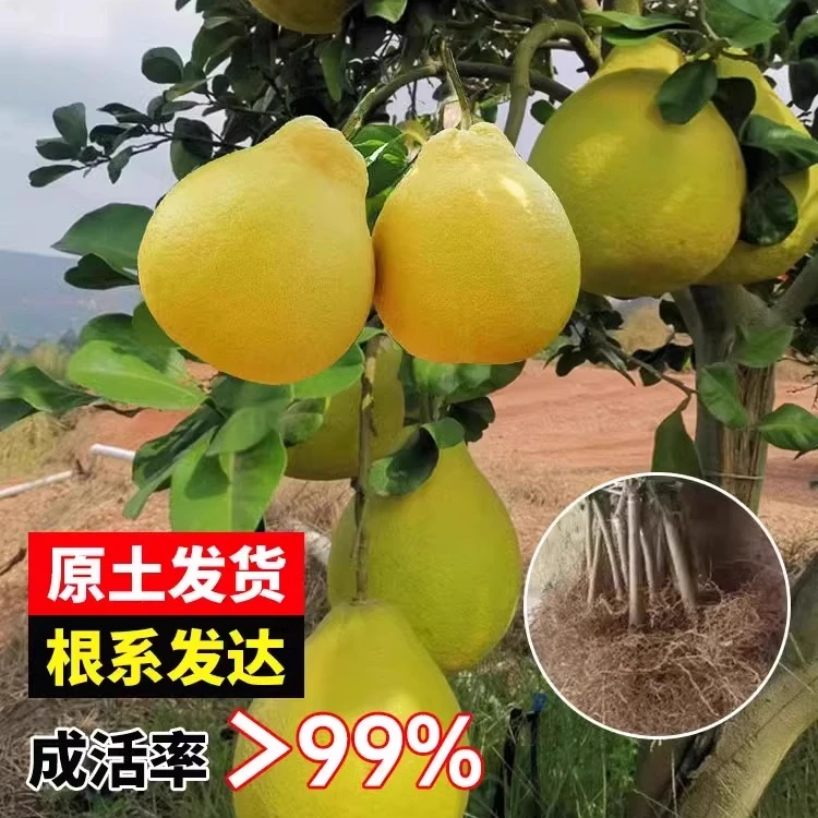 盆栽红心柚子树苗盆地栽果树庭院绿化带果嫁接大苗南北方种植