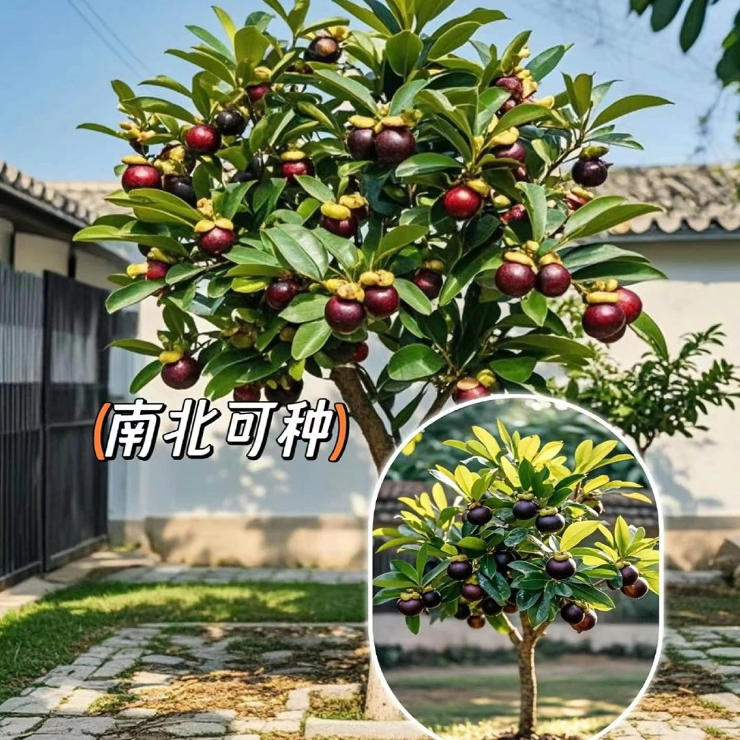 盆栽无籽山竹果树苗山竹果树苗山竹树苗南北方种植四季盆栽地栽