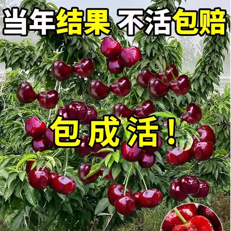 盆栽车厘子树苗盆栽室内客厅矮化樱桃果树苗南北方种植庭院绿植