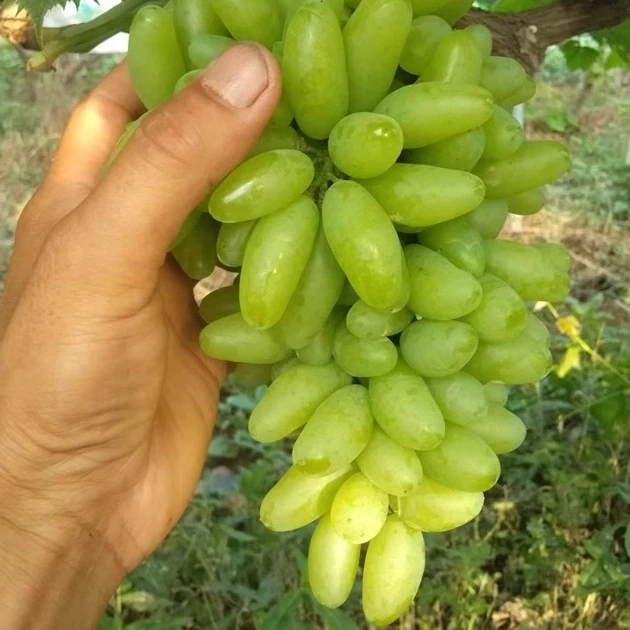 金手指葡萄树苖无籽脆甜手指葡萄苗北南方种植当年结果果树苗
