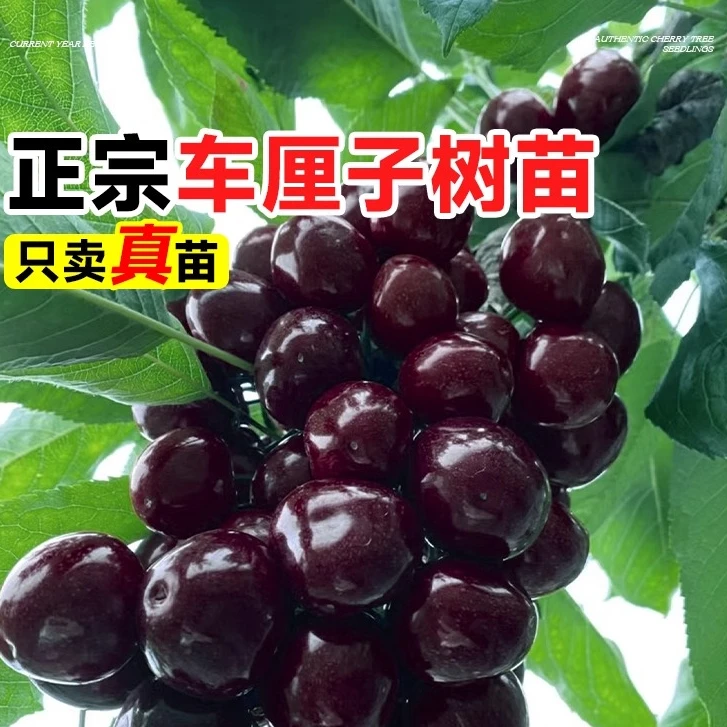 车厘子树苗樱桃盆栽矮化俄罗斯8号嫁接果苗南方北方种植庭院