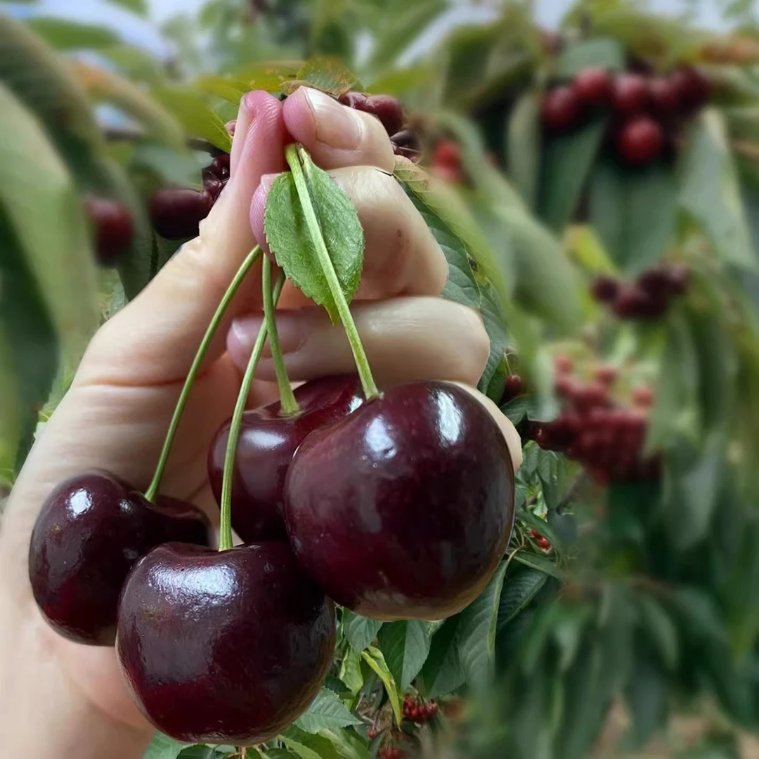 盆栽车厘子大樱桃树苖美车厘子苖果树苖南北方盆栽种植樱桃苖