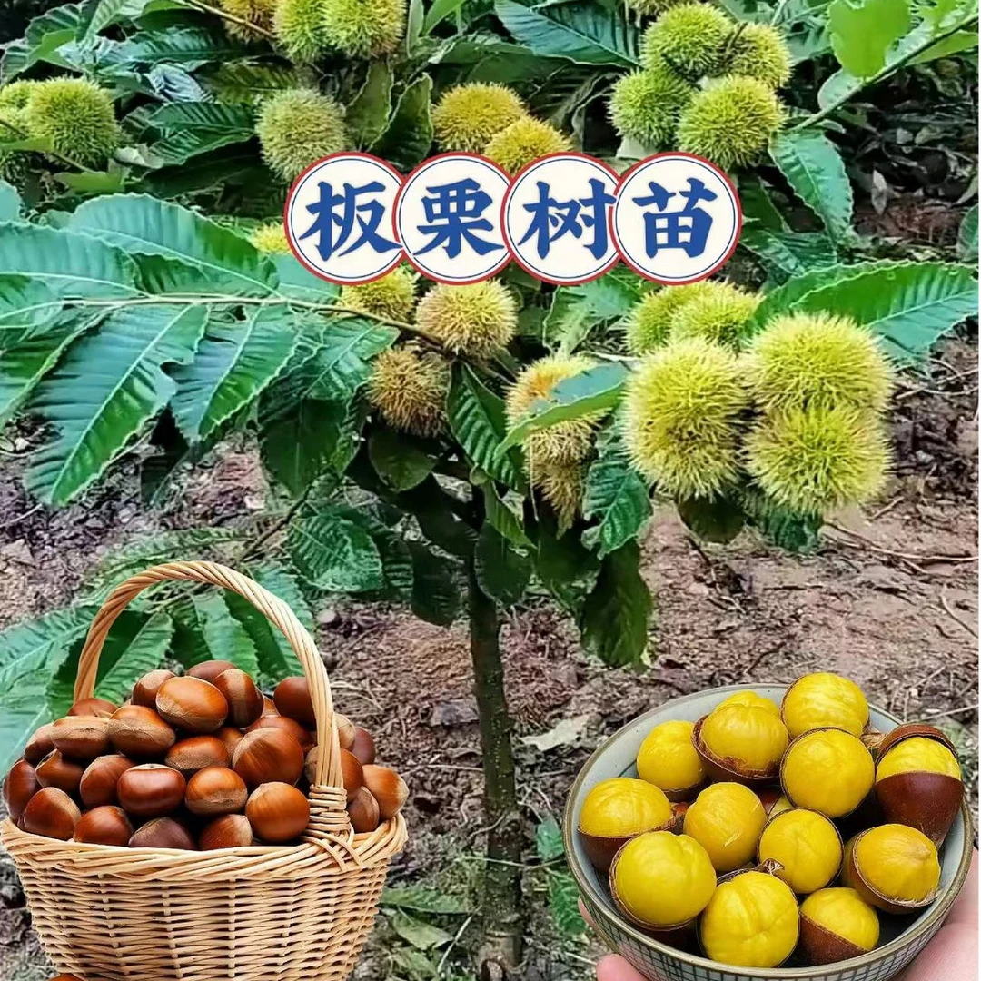 板栗苗树南北方栗子迁西板栗苗大红袍嫁接种植当年结果水果树果苗