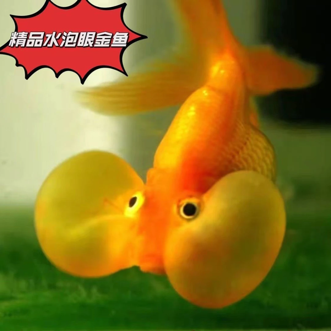 超萌好物冷水淡水鱼精品水泡鱼大眼观赏鱼鱼苗好养耐活直销特价