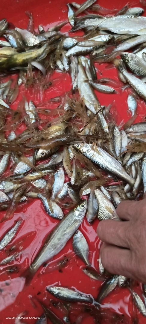 永州大水库小溪里小鱼小虾