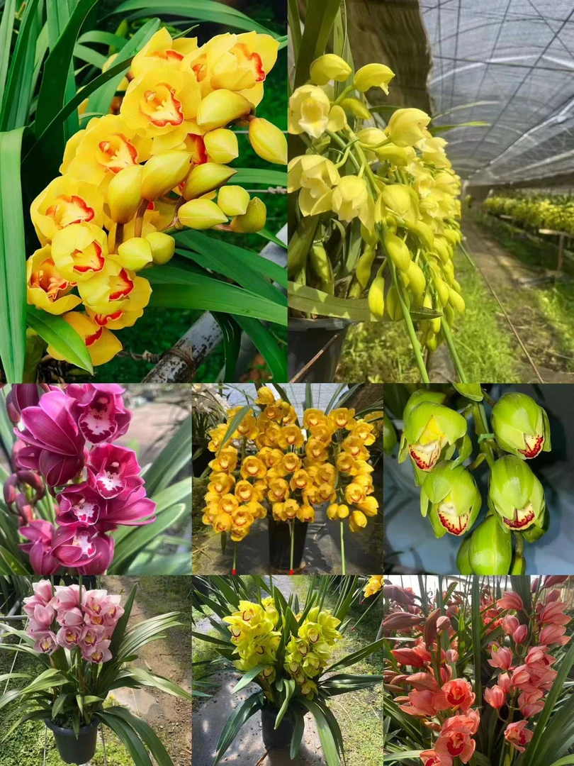 金岁月拱兰 一物一拍年宵花室内高档花 愿盆原土发货