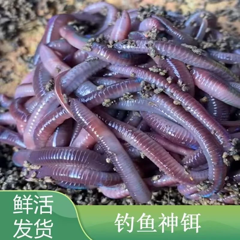 【超大号蚯蚓】钓鱼野钓蚯蚓红虫活饵饵料爆护垂钓黑坑拉饵蚯蚓活