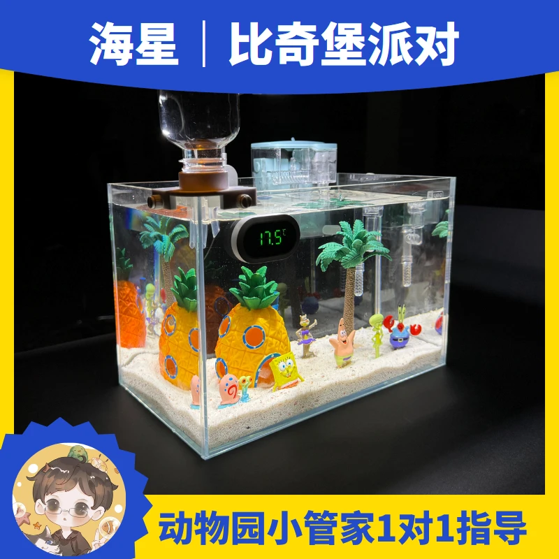 派大星饲养套餐海星桌面海缸迷你鱼缸造景diy造景清洗换水