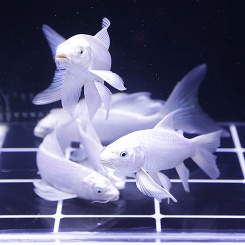 白锦鲤观赏鱼金鱼白金龙凤冷水淡水鱼好养耐活普身蝴蝶鲤活体发货