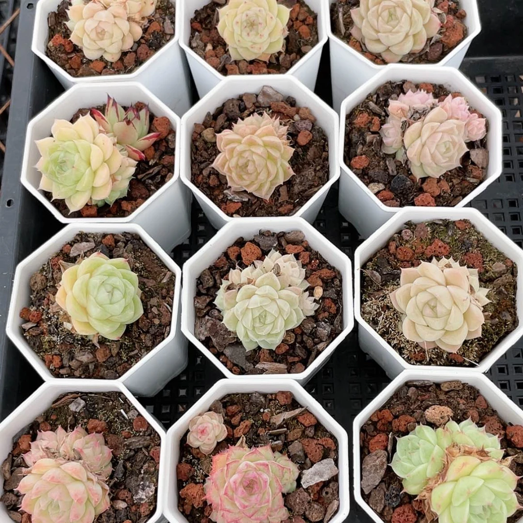 【闪购商品】0311薇