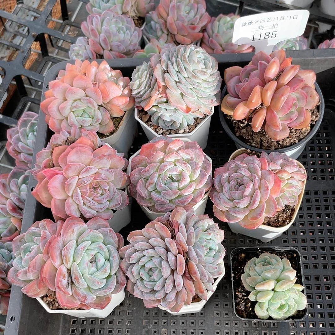 薇薇安园艺多肉1185