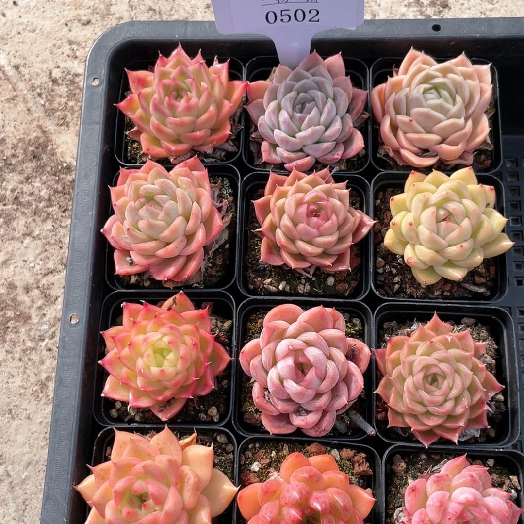 【闪购商品】0502薇