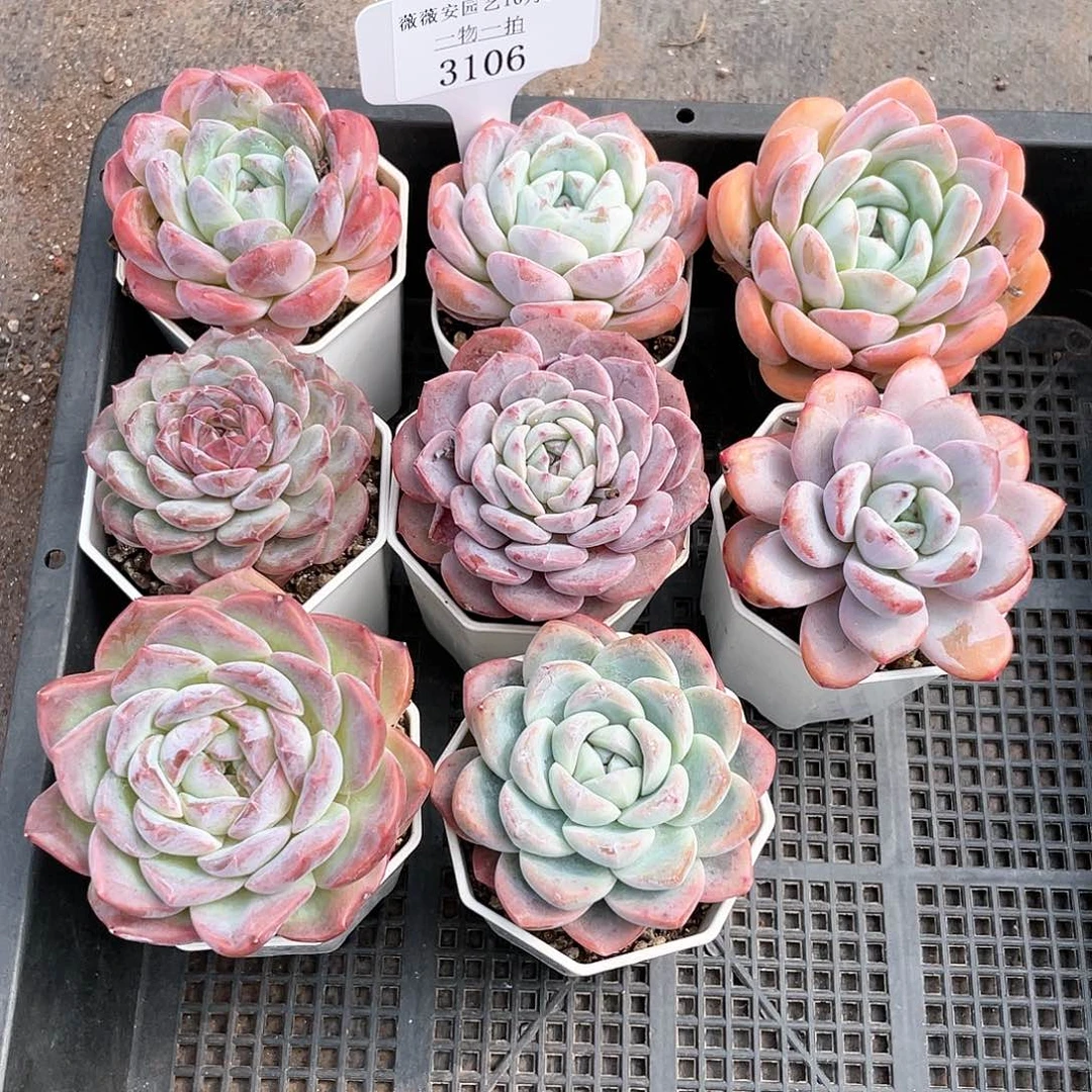 薇薇安园艺多肉3106