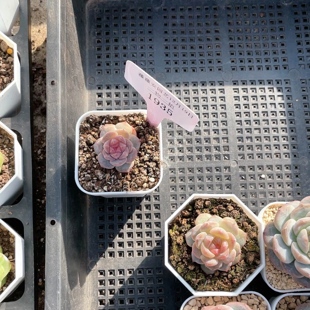 【闪购商品】1935薇