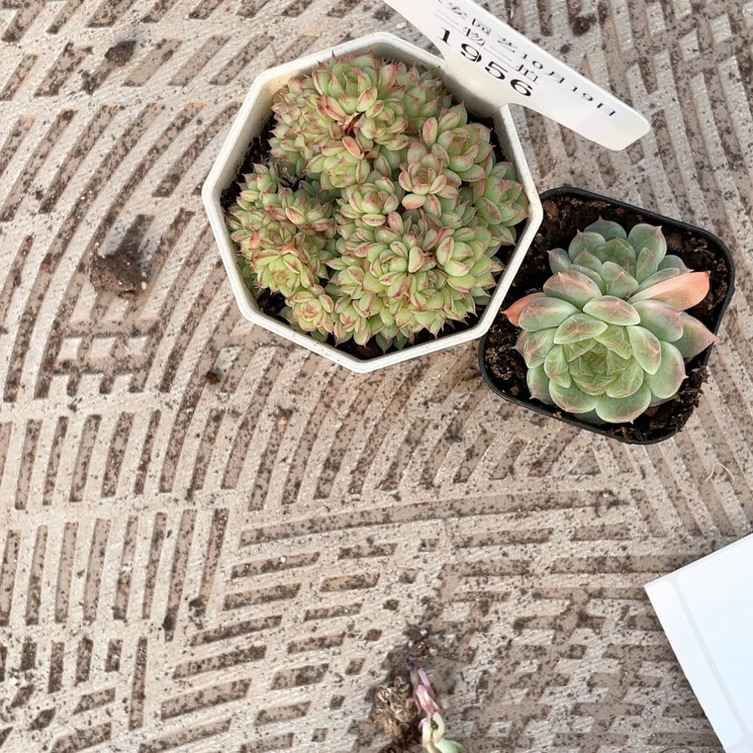 薇薇安园艺多肉1956