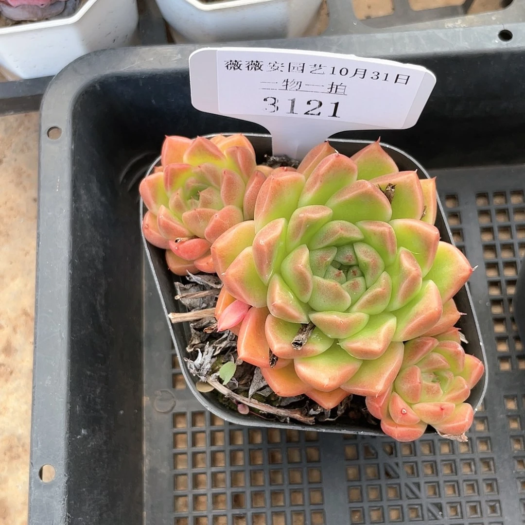 薇薇安园艺多肉3121