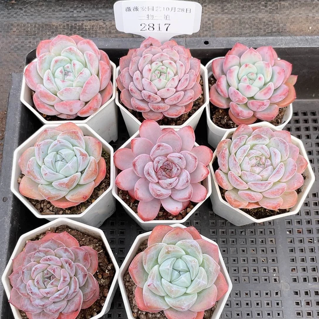 薇薇安园艺多肉2817