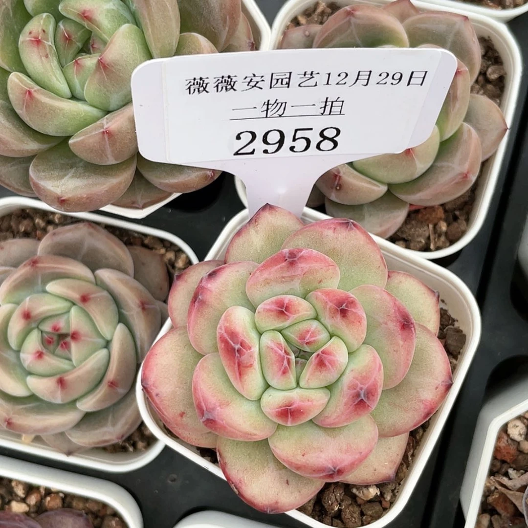 【闪购商品】2958薇