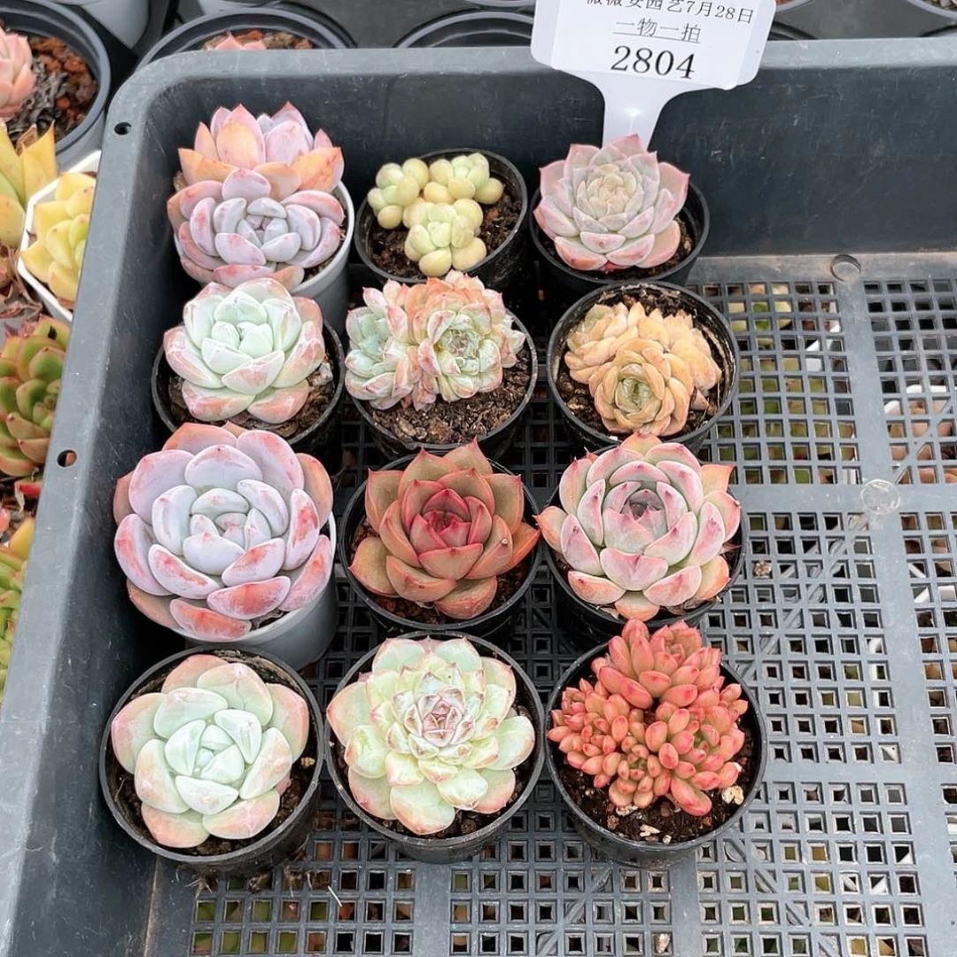 薇薇安园艺多肉2804