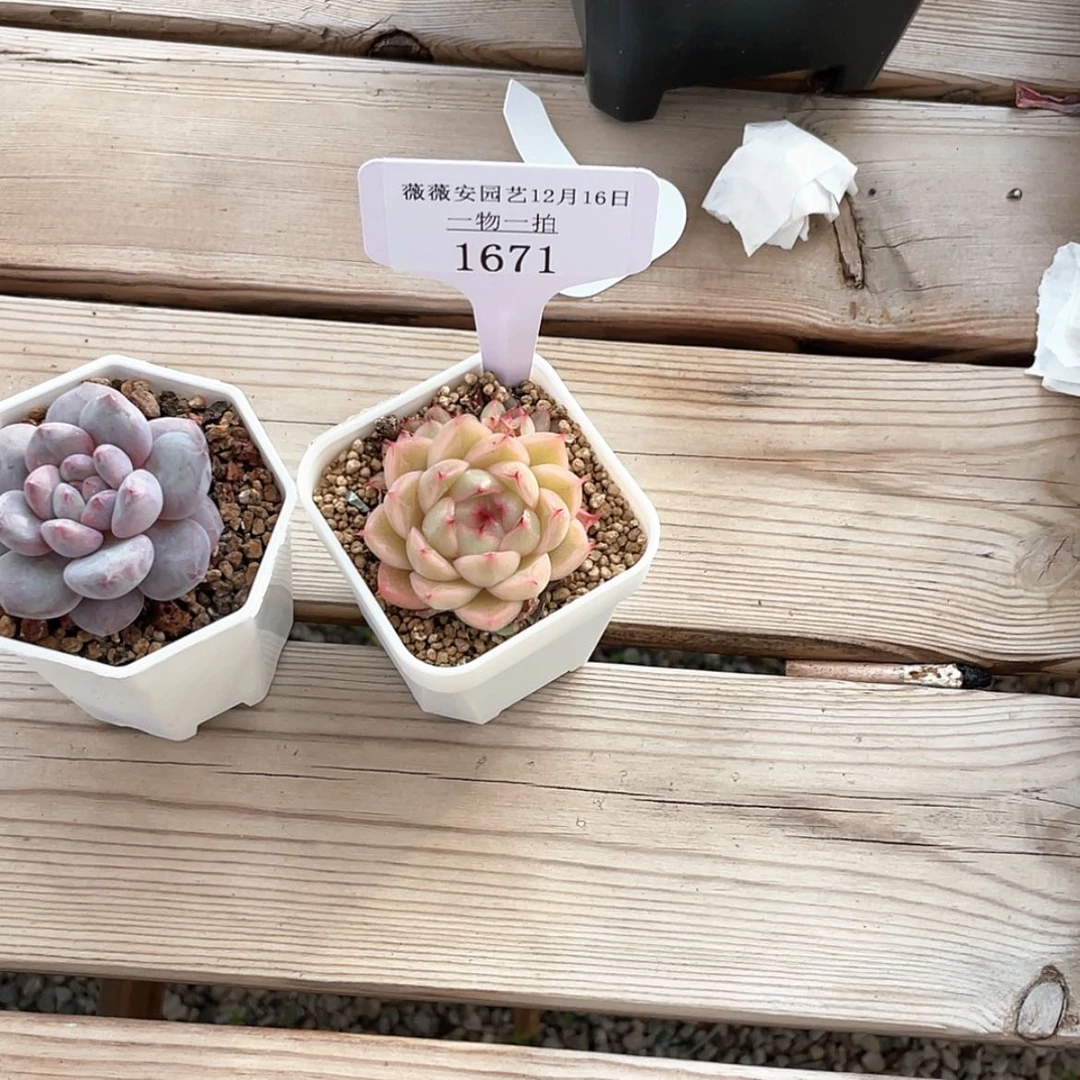 【闪购商品】1671薇