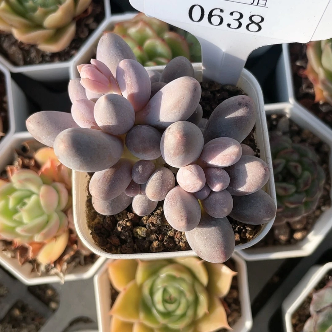 【闪购商品】0638薇