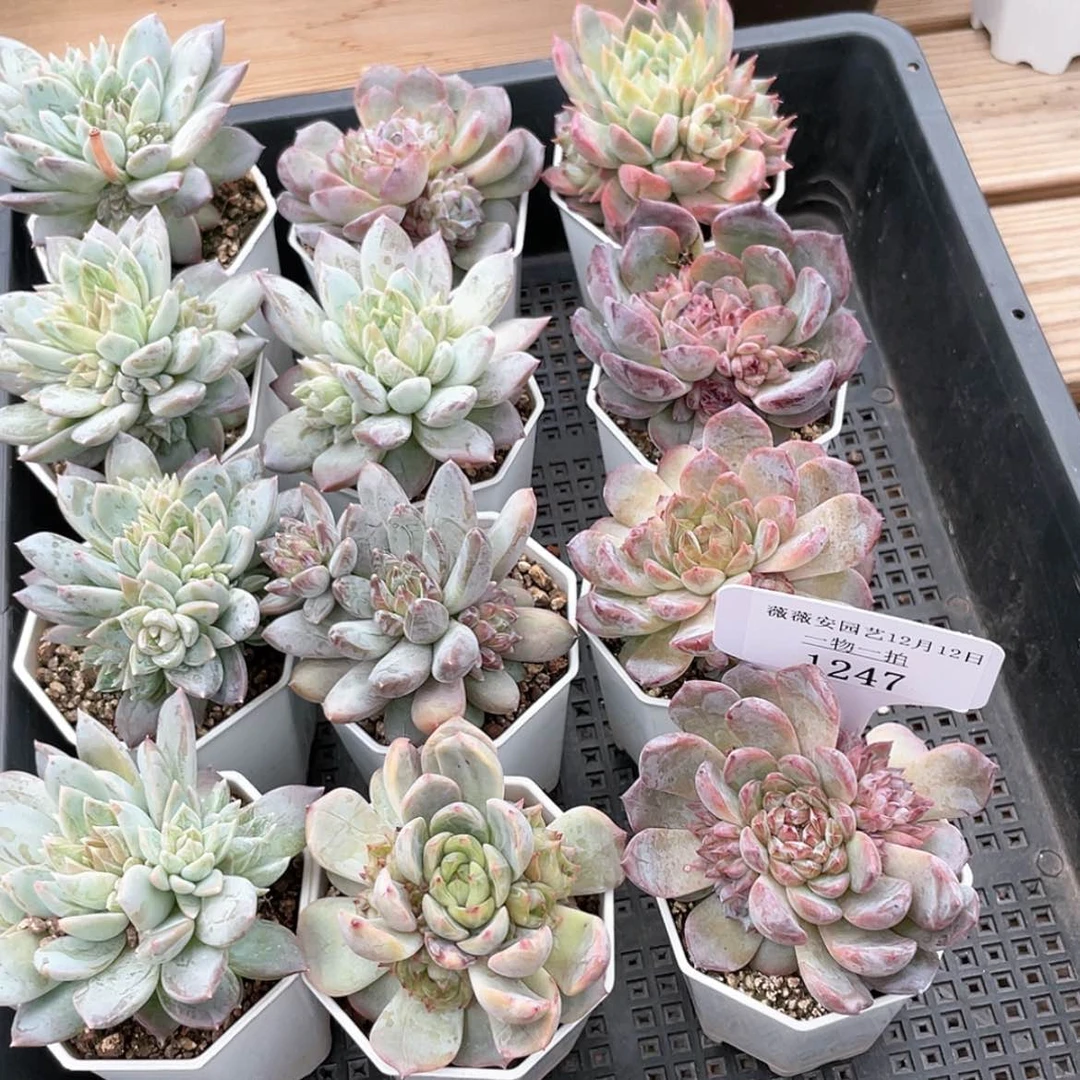 【闪购商品】1247薇