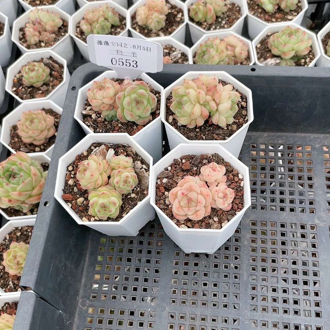 薇薇安园艺多肉0553