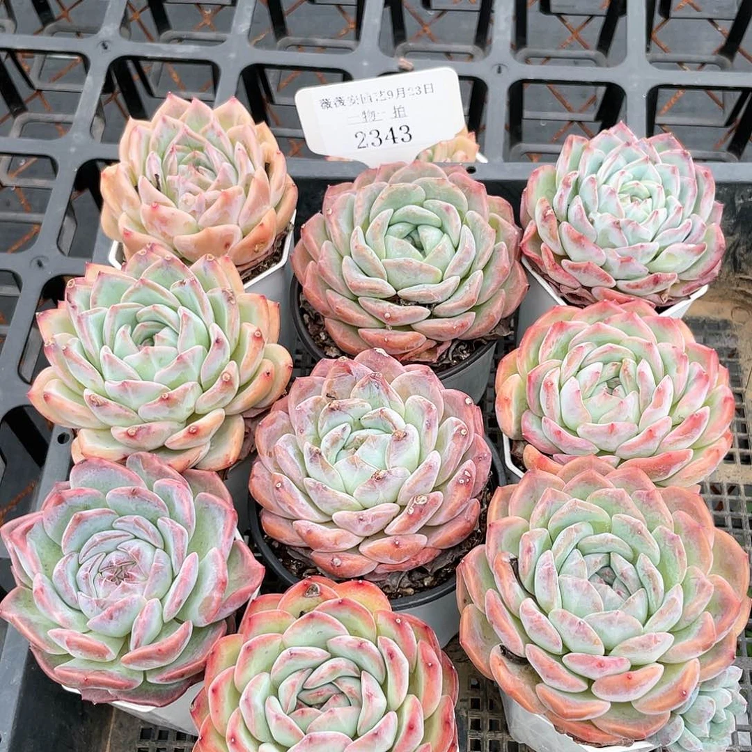 薇薇安园艺多肉2343