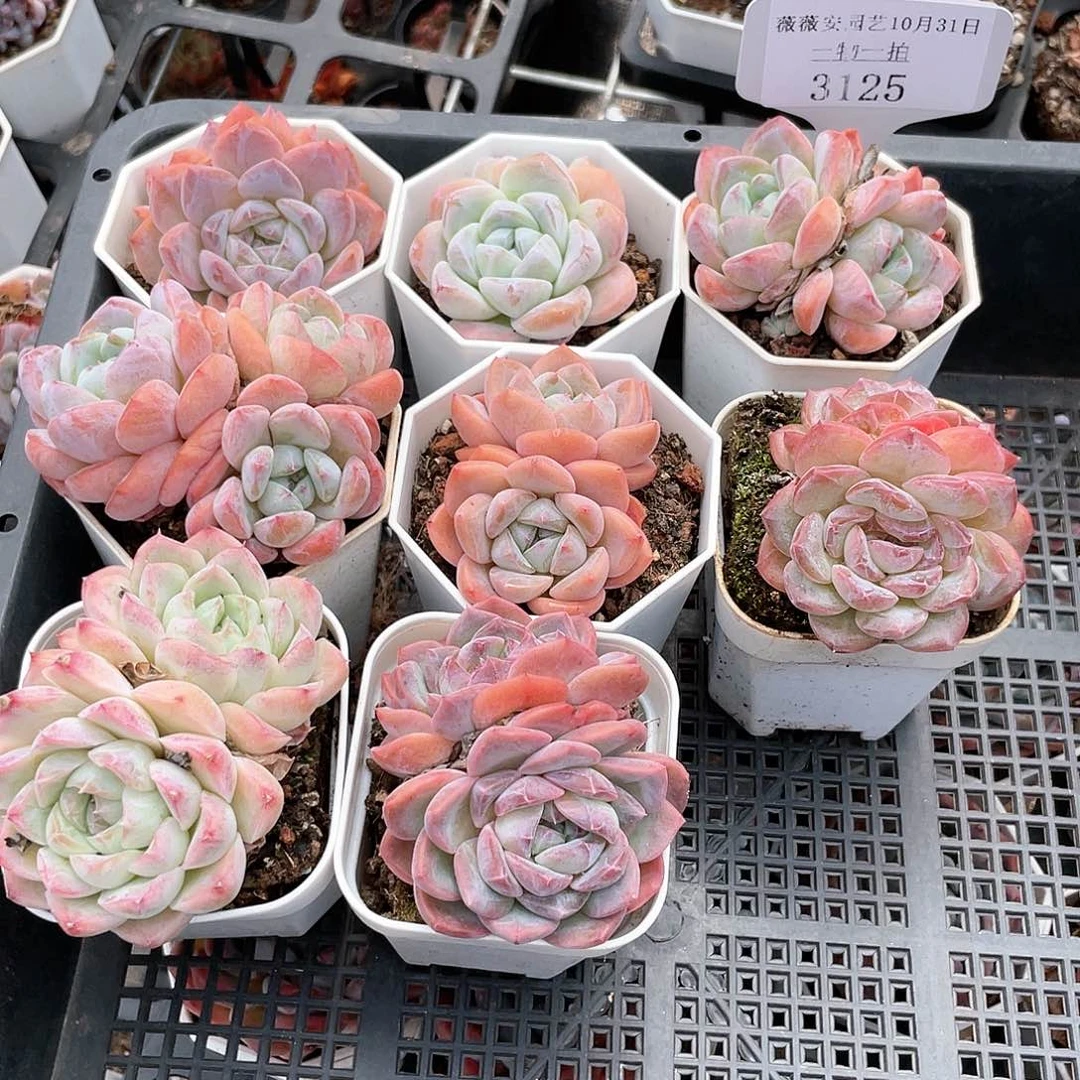 薇薇安园艺多肉3125