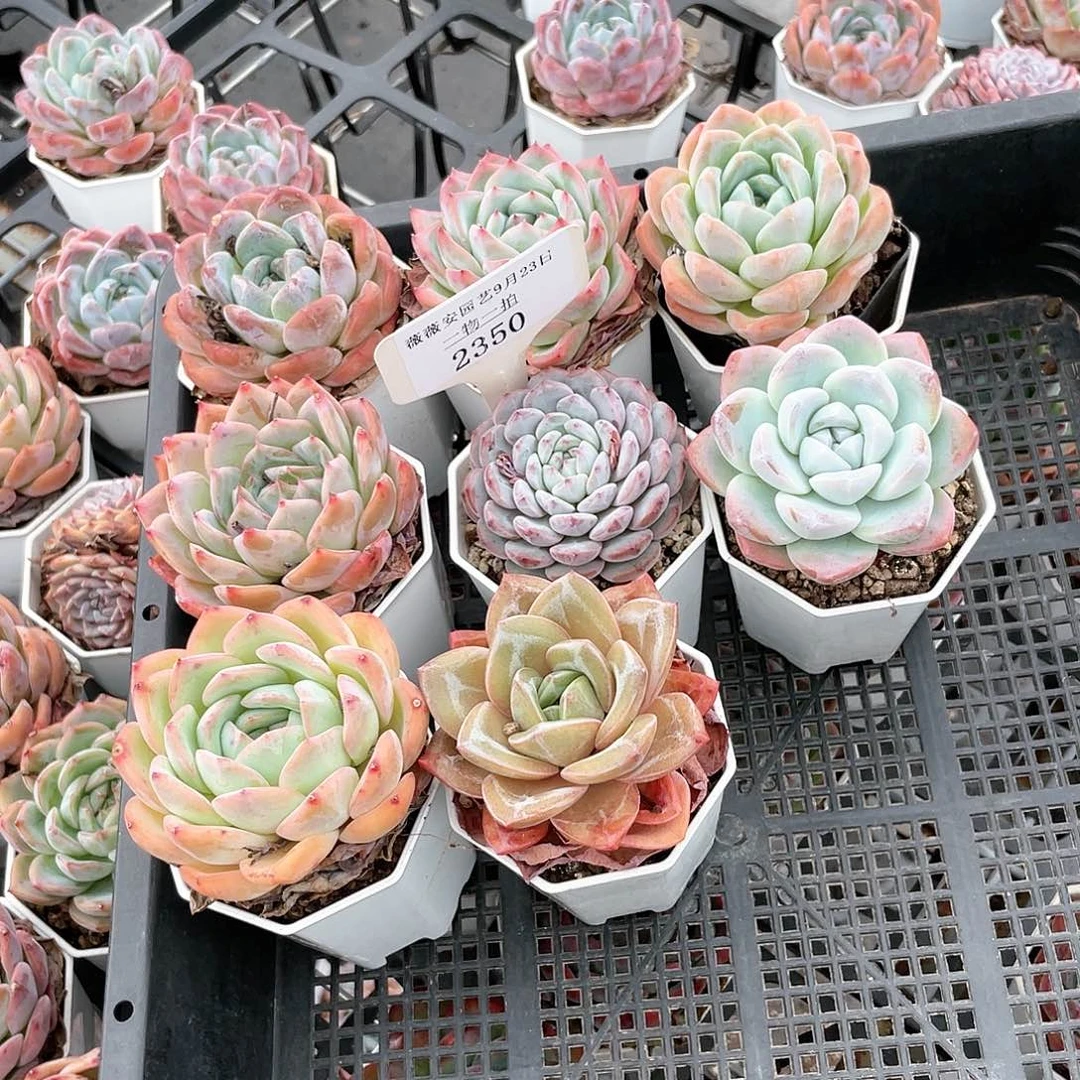 薇薇安园艺多肉2350