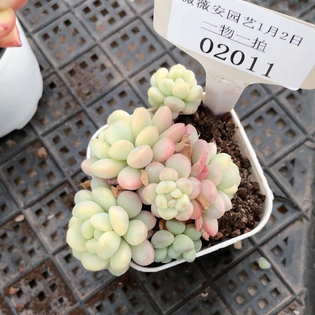【闪购商品】02011薇