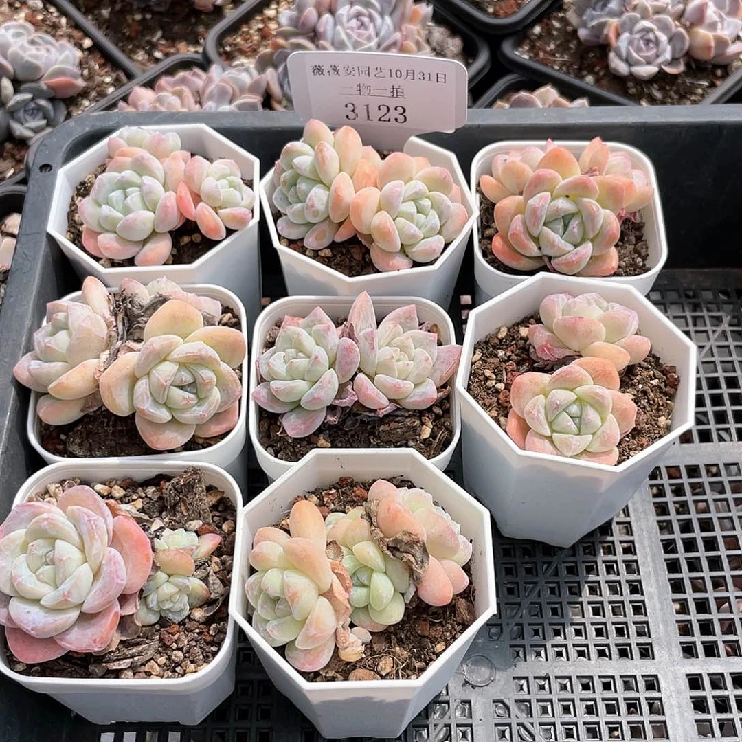 薇薇安园艺多肉3123