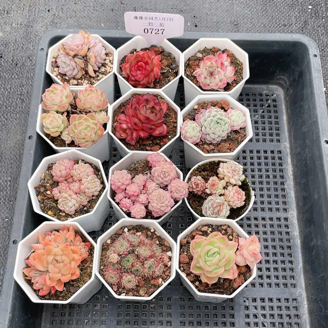 【闪购商品】0727薇
